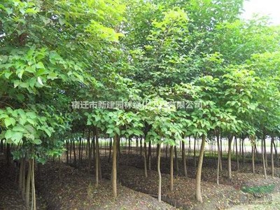 重陽木 價格、產地、圖片及綠化應用詳解
