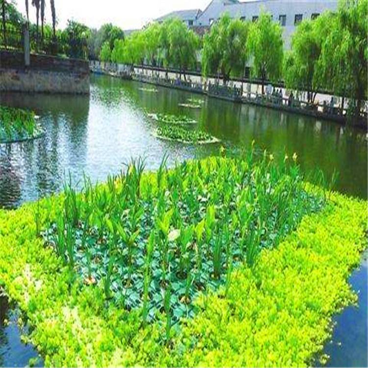 水生植物與生態浮島 打造可持續的河道景觀綠化工程