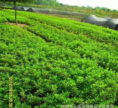 優化產品供應，為綠化工程注入新活力