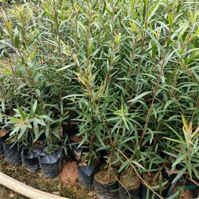 沭陽萬象花木種植專業合作社 匠心打造綠色生態，專業引領綠化工程新風尚