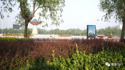 阜城縣穩步推進五大綠化工程，繪就生態新畫卷
