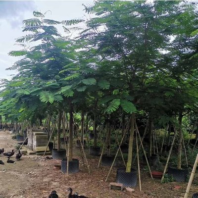 鳳凰木容器苗與紅花楹報價 全冠袋苗助力景觀工程訂單高效交付
